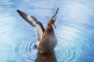池塘母鸭图片