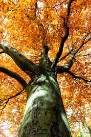 秋天树叶枯黄的参天大树图片