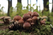 森林地面野生真菌蘑菇群图片