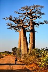 马达加斯加猴面包树图片