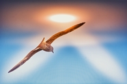 高空展翅翱翔海鸥图片