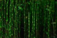 绿色竹林公园图片