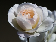 雨后白色玫瑰花微距摄影图片