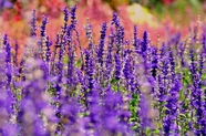 紫色齿叶薰衣草花丛图片