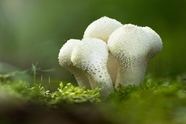 绿色苔藓白色蘑菇群图片