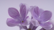 春天紫丁香微距摄影图片