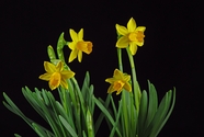 春天黄色喇叭水仙花植物图片