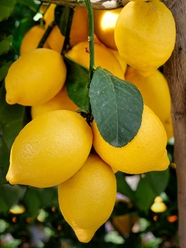 柠檬树上一串黄柠檬图片