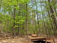 春天自然公园生态林风景图片