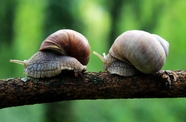 趴在树干上的两只蜗牛图片