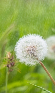 雨中白色蒲公英植物摄影图片