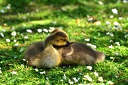 春天草地休憩的小鸭子图片