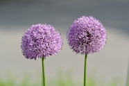 紫色葱属科植物花朵图片