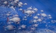 蓝色深海罗非鱼鱼群图片