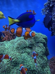 蓝色深海小丑鱼鱼群图片