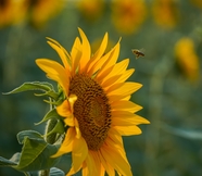 蜜蜂和向日葵花摄影图片