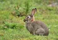 野生灰色高原兔图片
