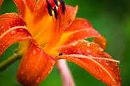 夏日雨后橙色萱草花图片