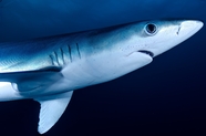 蓝色深海野生大青鲨图片