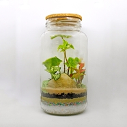 玻璃容器微景观植物摄影图片