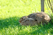 匍匐在绿色草地上的野兔图片