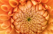 微距特写橙色大丽菊摄影图片