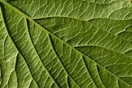 绿色叶子叶脉纹理摄影图片