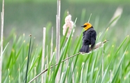 芦苇丛野生黄头黑鸟图片