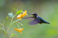 花丛中飞行的蓝绿色蜂鸟图片
