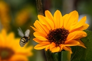 小蜜蜂在向日葵旁边飞舞图片