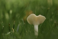 绿色草地白色光盘真菌蘑菇图片