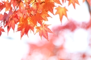 秋天红色枫叶意境摄影图片