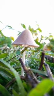 清晨草丛露珠野生真菌蘑菇图片
