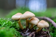 森林草地破土而出的蘑菇群摄影图片