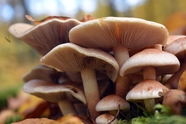 层状野生真菌蘑菇群摄影图片