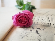 音乐乐谱和玫红色玫瑰花枝图片