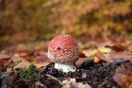 秋天红色飞木耳真菌蘑菇摄影图片