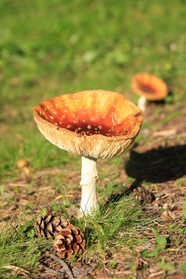 秋季地面野生真菌蘑菇摄影图片