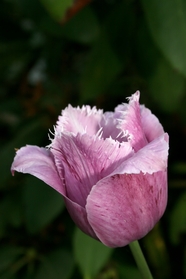 粉色含苞待放郁金香花朵图片