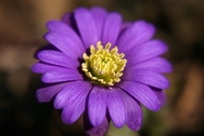 紫色荷兰菊微距特写摄影图片