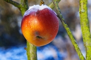 冰霜覆盖的红色丑苹果摄影图片