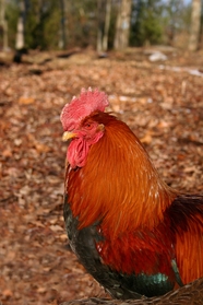 一只红色的公鸡站在枯叶上图片