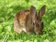 绿色草地灰色兔子吃草图片