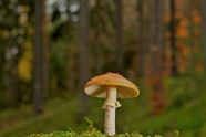 树林草地野生盘状真菌蘑菇摄影图片