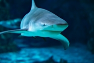 蓝色深海大青鲨摄影图片