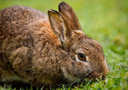 草地上呆萌长耳兔吃草图片