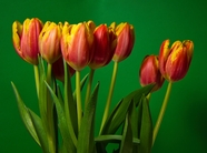 橙红色郁金香花束摄影图片