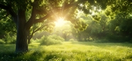 阳光透过绿色树荫照射在草地图片