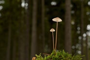 森林地面墨汁鬼伞小蘑菇摄影图片