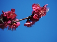 春天粉色桃花枝微距摄影图片